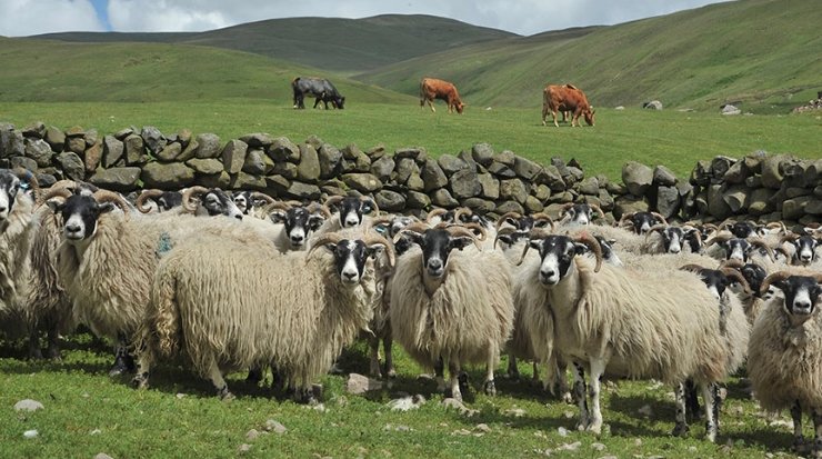 Could the Farm Crisis Lead to Cattle and Sheep Disappearing from Scotland’s Fields?