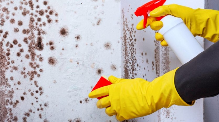 Scottish damp housing, mould in council flats Scotland,
