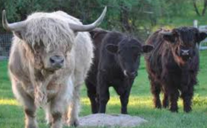 Scottish livestock farm, cattle in Highlands,