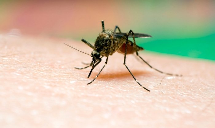 Rising Temperatures Lead to Mosquito Spread Across Scotland