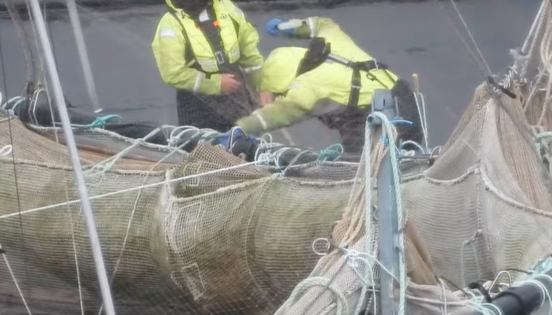 mowi scotland loch harport salmon farm fish abuse