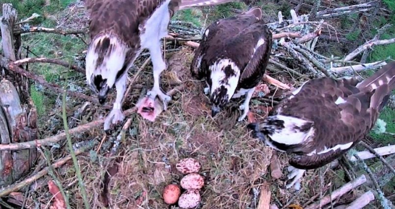 osprey love triangle, Tweed Valley ospreys