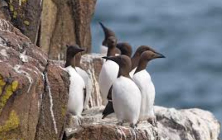 scottish seabird colony coastal cliffs
