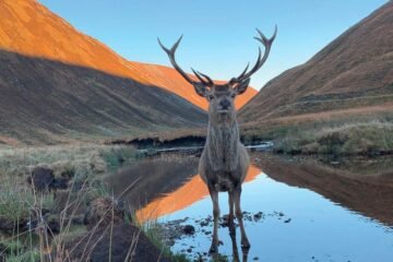 Alladale Wilderness Reserve, Scotland Review: A ‘Transformative’ Trip