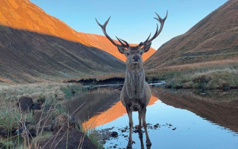 Alladale Wilderness Reserve, Scotland Review: A ‘Transformative’ Trip