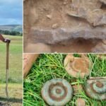 Treasure In The Borders: Bronze Age Hoard Unearthed By Scottish Metal Detectorist