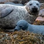 Scotland’s Last Harbour Seal Refuge Shows Troubling Decline, Scientists Warn