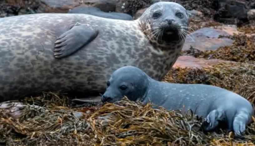 Harbour seals Scotland, SMRU seal study