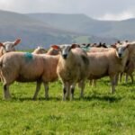 Scotland’s Sheep Numbers Plunge to Record Low as Upland Farmers Face Grim Future