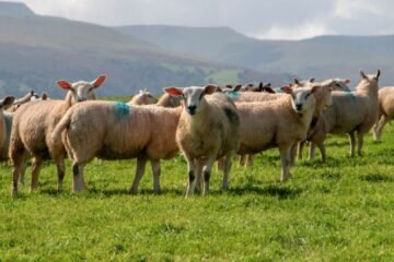 Scotland’s Sheep Numbers Plunge to Record Low as Upland Farmers Face Grim Future