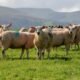 Scotland’s Sheep Numbers Plunge to Record Low as Upland Farmers Face Grim Future
