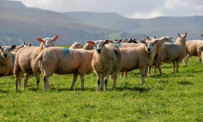 Scottish upland sheep grazing Highlands hill farm