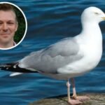 Scottish Politicians Call for National Seagull Summit Amid Safety Fears