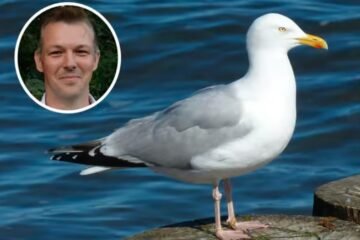 Scottish Politicians Call for National Seagull Summit Amid Safety Fears
