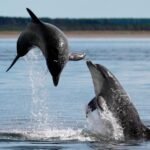 Paddleboards and Kayaks May Be Putting Scottish Marine Mammals at Risk, Warn Scientists