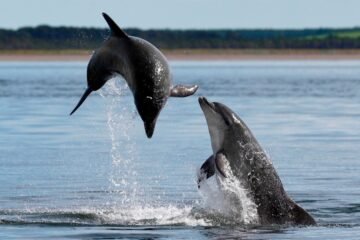 Paddleboards and Kayaks May Be Putting Scottish Marine Mammals at Risk, Warn Scientists