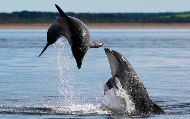 Paddleboards and Kayaks May Be Putting Scottish Marine Mammals at Risk, Warn Scientists