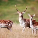 GPS Collars Track Red Deer in Scottish Highlands to Aid Woodland Revival