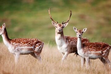 GPS Collars Track Red Deer in Scottish Highlands to Aid Woodland Revival