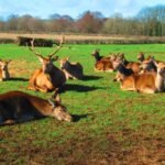 From Stags to Swans: Scotland’s Wild Beauty Captured by Locals
