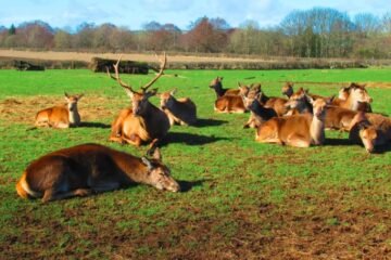 From Stags to Swans: Scotland’s Wild Beauty Captured by Locals