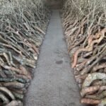 Celebrating 50 Years of Andy Goldsworthy’s Land Art Across Scotland