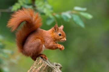 Scotland’s Coolest Wildlife-Spotting Escapes for a Wild Summer