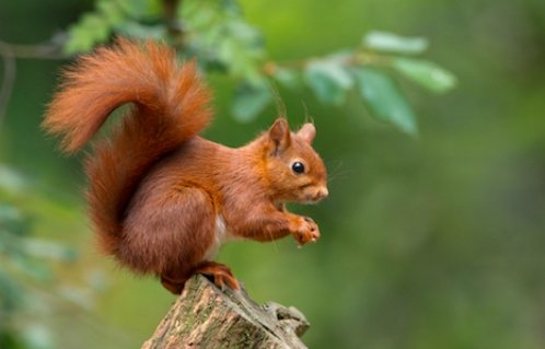 Scotland wildlife otters red squirrels seals red deer golden eagle