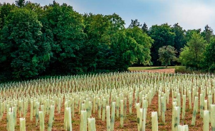 England’s Tree Planting Surges While Scotland Sees Sharp Decline in New Woodlands