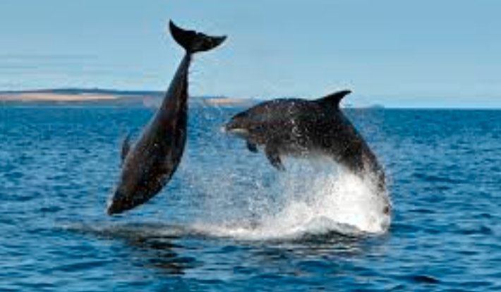 dolphin at kilchattan bay scotland summer july 2025