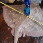 New SkateSpotter App Rallies Scots to Help Protect Endangered Flapper Skates
