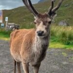 red deer Glen Etive Scotland road collision