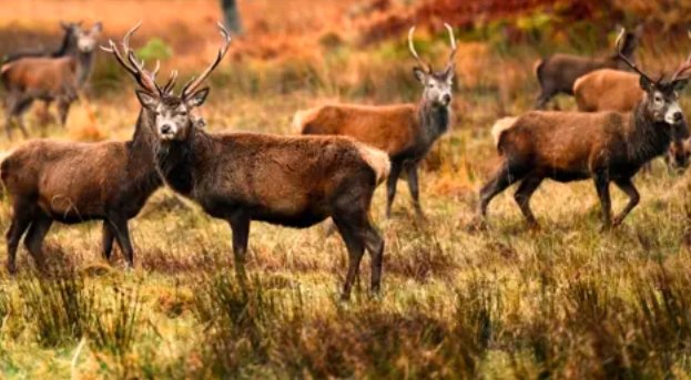 Scotland’s Deer Collisions on the Rise: Where Drivers Face the Greatest Risk