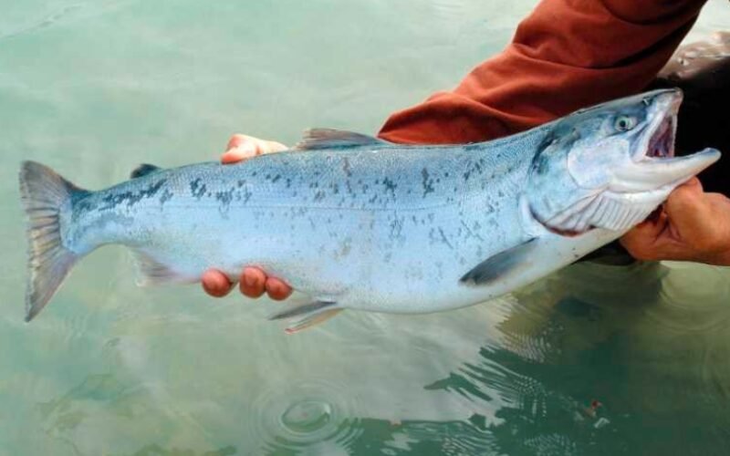 Scotland Unveils New Humane Slaughter Guidance for Salmon Industry