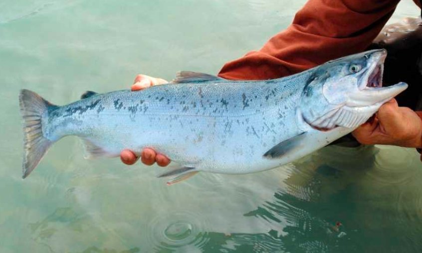 scotland salmon farm humane slaughter guidelines