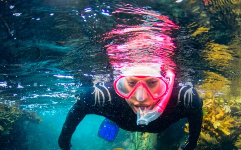 Scotland’s Snorkelling Secrets: Starfish Below, Sea Eagles Above – And Surprisingly Warm Waters