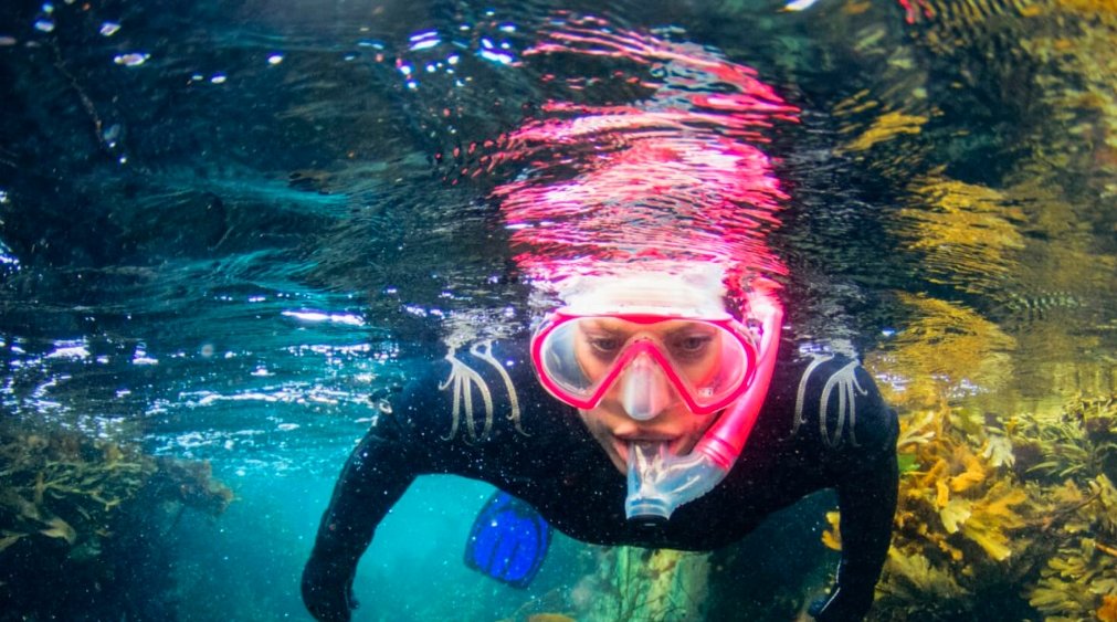 snorkelling scottish kelp forest wildlife outer hebrides