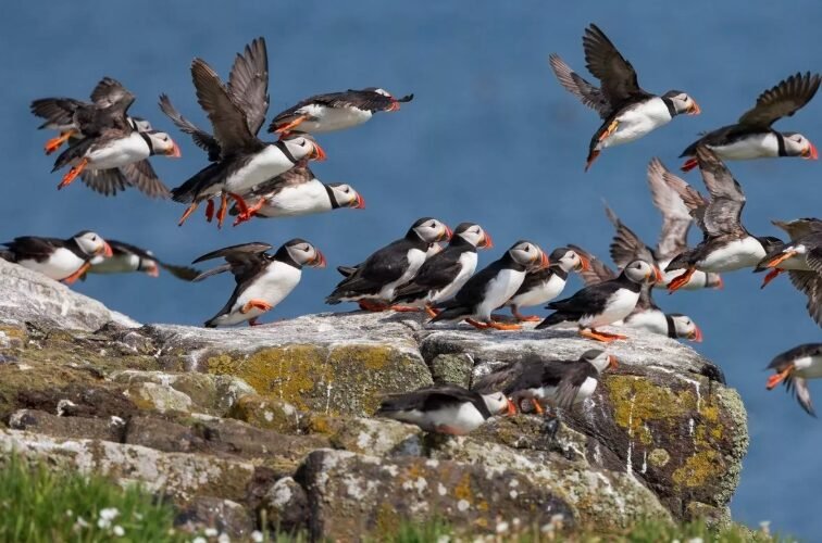 Windfall and Warning: Berwick Bank Sparks Green Energy Win—and Seabird Alarm