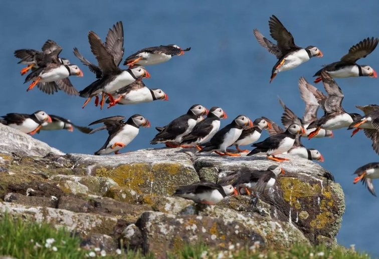 Berwick Bank wind farm, Scottish seabirds, RSPB puffins,