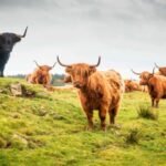 Scotland Agritourism Survey Drives Highlands Boom