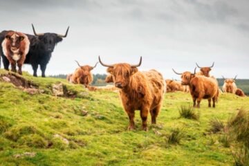 Scotland Agritourism Survey Drives Highlands Boom