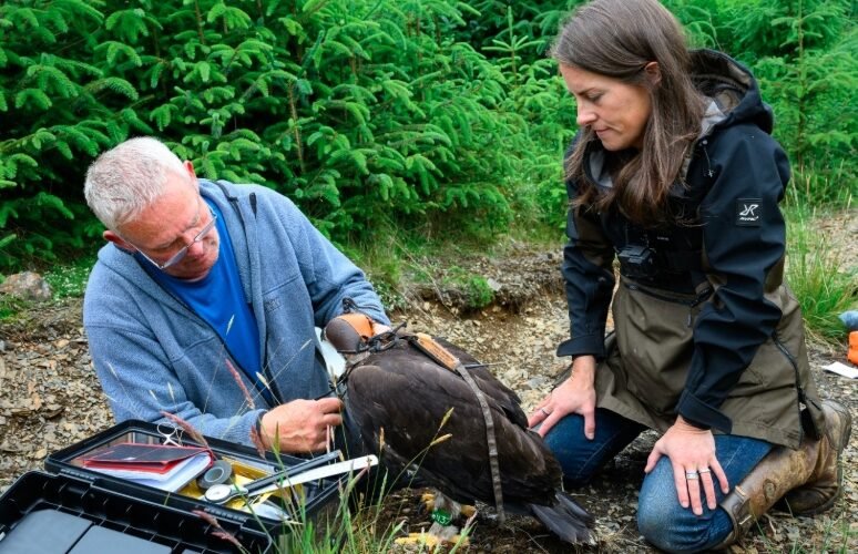 Attenborough Names Golden Eagle Chick Princeling