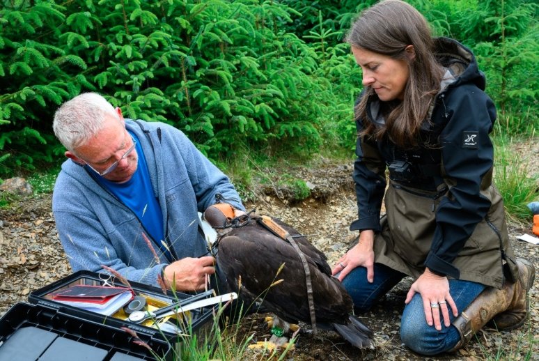 Sir David Attenborough golden eagle