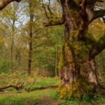 Scotland’s Most Magical Forest: Ariundle Oakwood