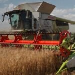 Scotland Barley Harvest Faces Climate Woes