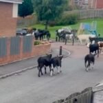 Cows on the Loose in Carfin After 124mph Storm Floris Winds Flatten Fences