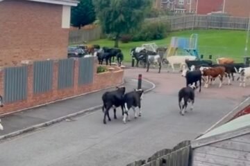 Cows on the Loose in Carfin After 124mph Storm Floris Winds Flatten Fences