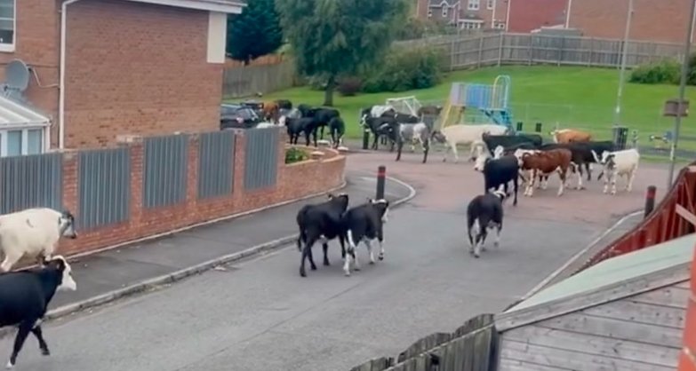 cows running on street in carfin scotland after storm floris