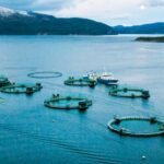 salmon farm technology