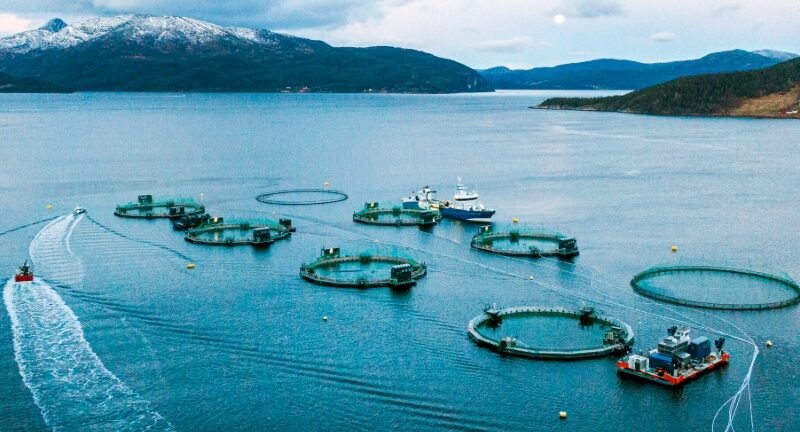 Scotland Approves First Semi Closed Salmon Farm